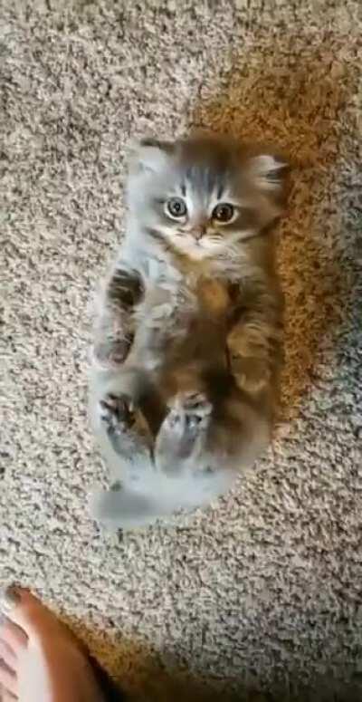 Hooman more scraaaatches!