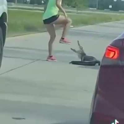This is NOT how to get an Alligator out of the middle of the road.