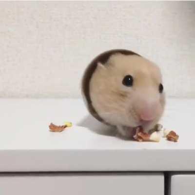 hamster eating nuts