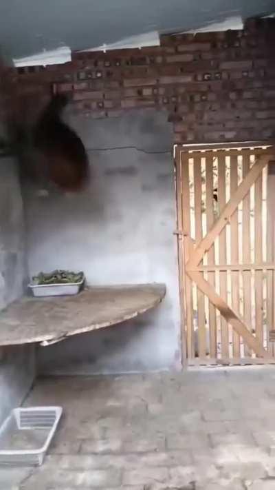 This deer thinks it's a spider.