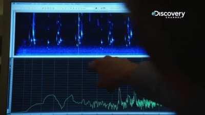 If you ever feel alone, remember this bird....