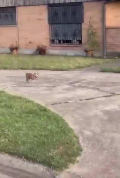 Hello Mister Chihuahua