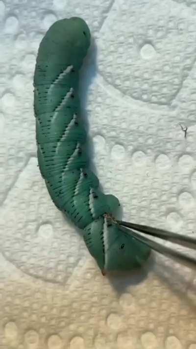 Caterpillar gets stuck in a molt