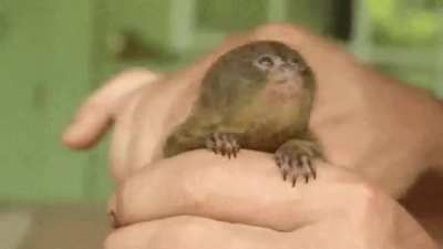 Marmosets are overlooked monkes, they are very cute!