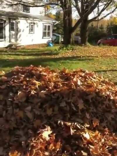 Having fun with leaf pile