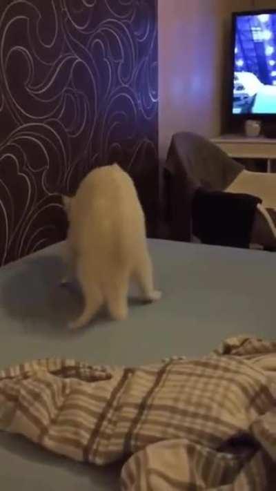 Sometimes cats are very strange