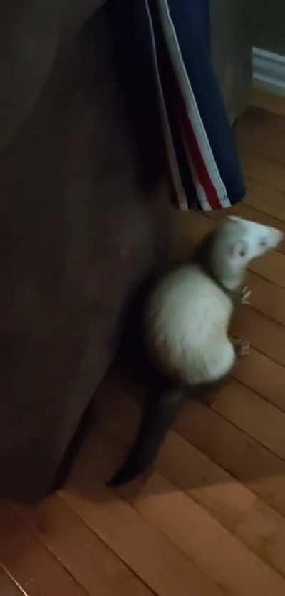 Stinky playing with his ball(oon)s