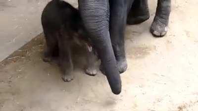 Newborn baby chasing mom's trunk