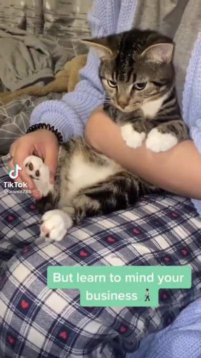 When you're adopted into a brown family 🐈