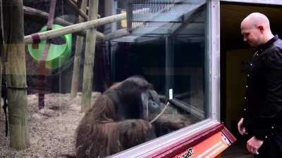 A guy decided to do a magic trick for an orangutan despite the glass in between them. When the magician placed the card on the glass it magically appeared on the other side of the glass. The orangutan was amazed and grabbed hold of the card and observed i