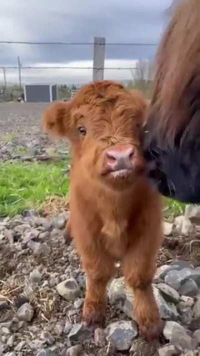 Fluffy baby! 🐮