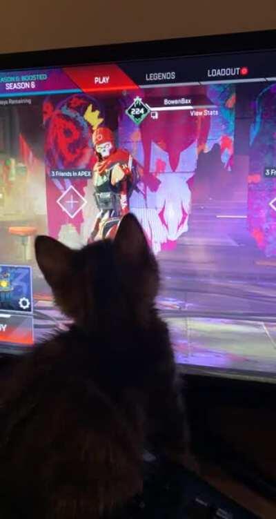Kitten doesn’t like Revenant