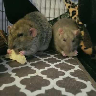 Snack time! (sound on, for tortilla chip crunchies)