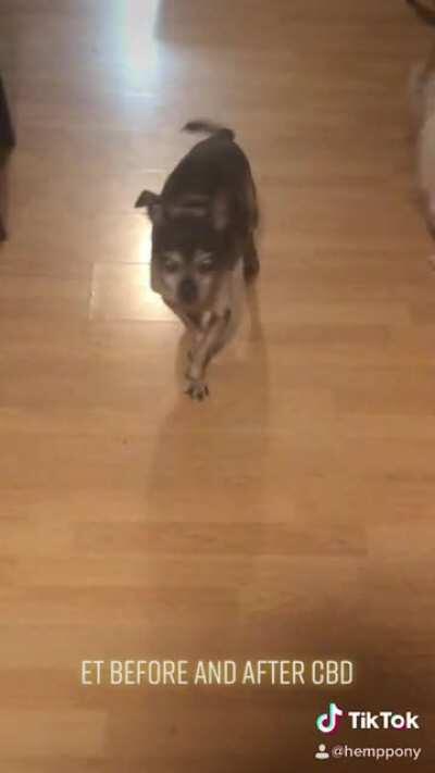 My guy before and after CBD.