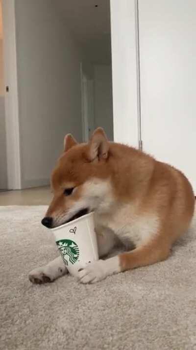Little puppychino addict