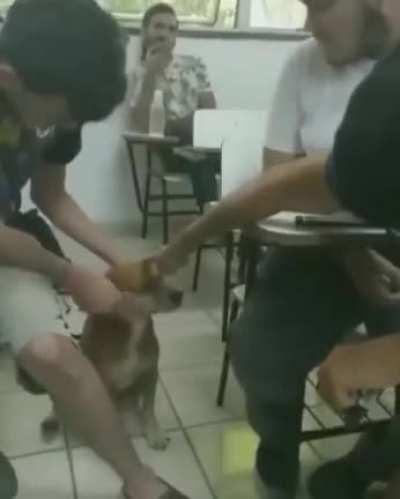 Stray doggo likes being pet