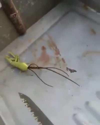 BIIIIITCH WAREFOOOAAAAK