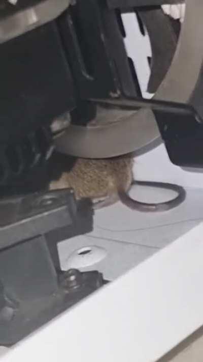 Хвостатый фиксик?