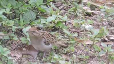 The Saci, a tiny bird with cute, creepy little hand-feathers.