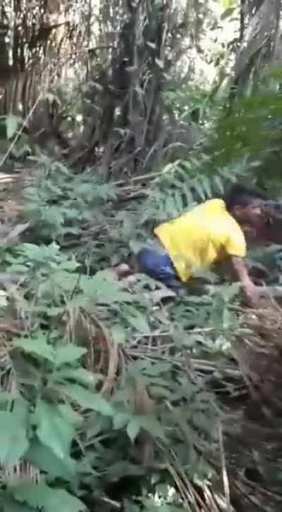 Blue macaw with yellow chest. Leaving the nest and learning to fly for the first time.