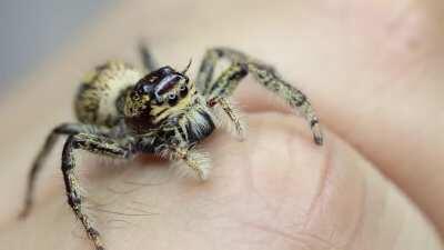 I'm. In love with this hyllus giganteus...