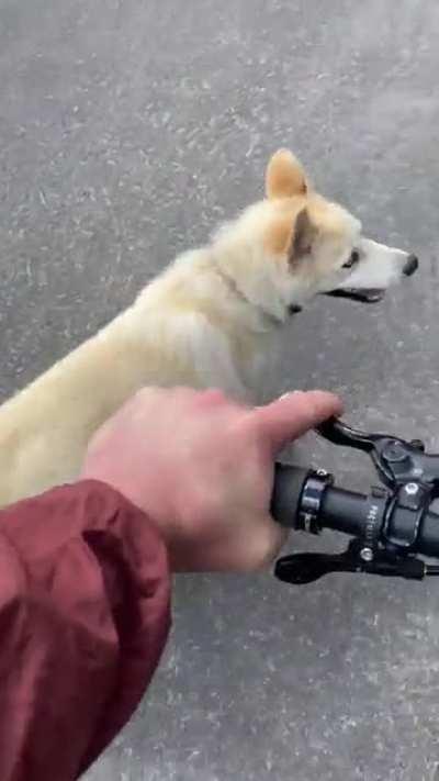 Rocky loves mountain biking