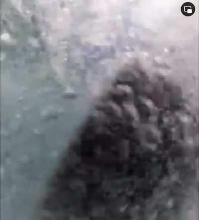 🔥 Guy surfs into breaching whale