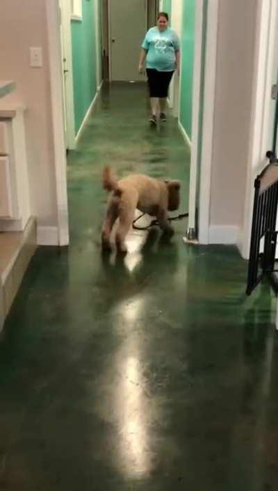 Goodest girl leaving daycare