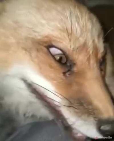 Лисичка нассала в кровать сестричке