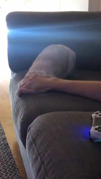 My little pumpkin Brontë 🎃