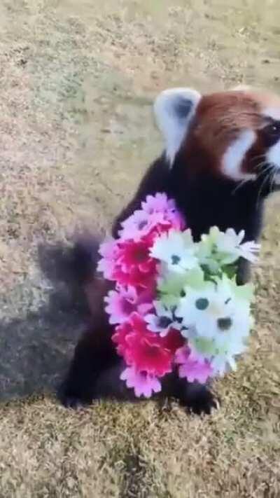 Just a cute red panda being cute