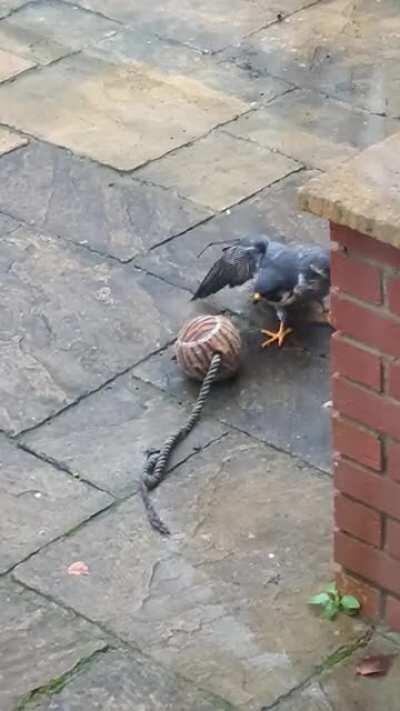 This fella was trying to steal my dogs toy, any ideas? (Swindon, UK)