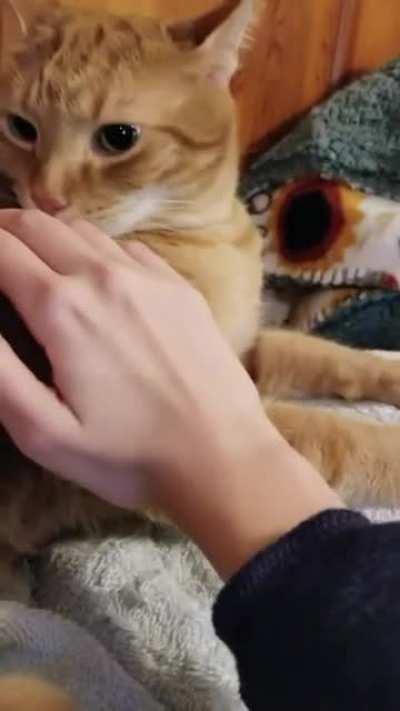 Cat was mad as the owner smelled like a newcomer cat.