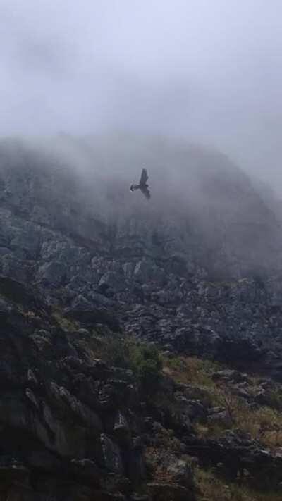 This African goshawk hovering in the same spot while 30km/h winds are blasting (Lions Head, Cape Town)