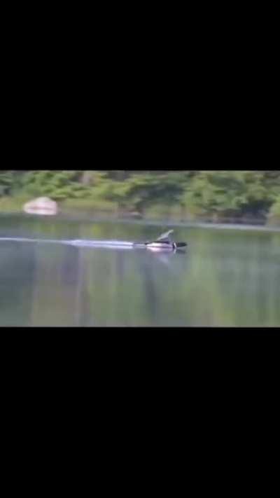 🔥 A loon gliding in onto the water