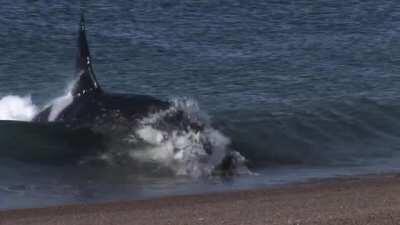 Killer whale hunt on beach
