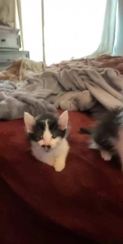 Fighting for the spotlight