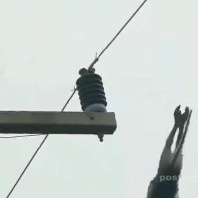 Nooo macaco 😞🤟