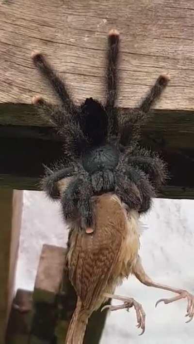 Avicularia eating a bird