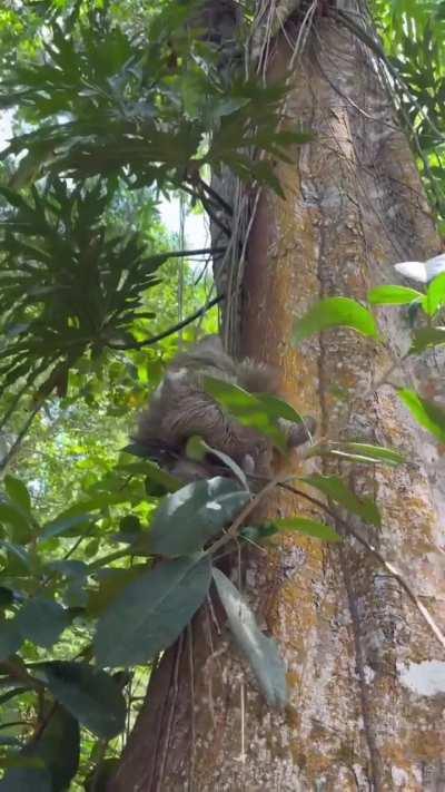 Mama sloth reunited with her baby