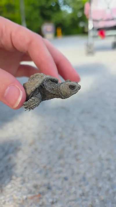 Smol friend near local pond
