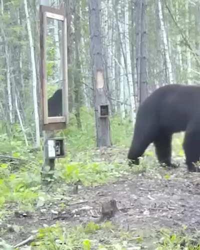 o cara q poe um espelho no meio da floresta e mt fdp kkkkkk