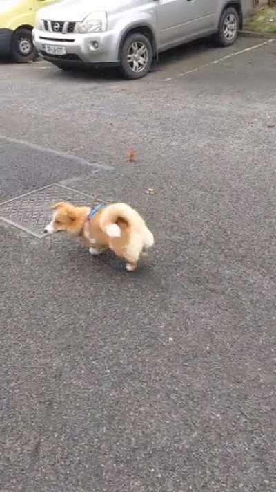 Taco's herding instincts kicking out against this pile of leaves that refuse to stay together