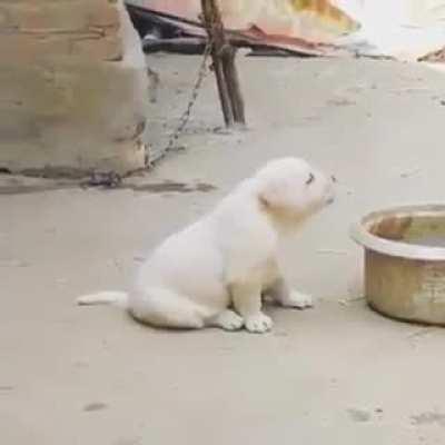 Confused microbork