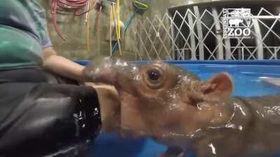 CAUTION: Vicious Hippo Attack! This probably belongs on r/natureismetal