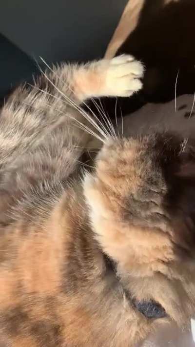 I should have kept filming, I missed the grand finale!