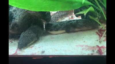 Rainer and Asher share a meal