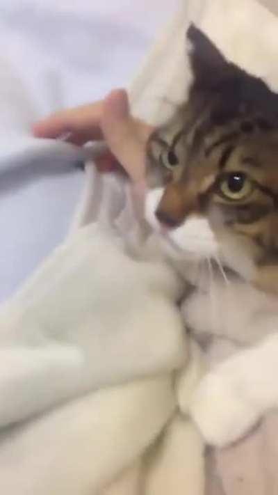 Just A Little Longer Purr-ease.