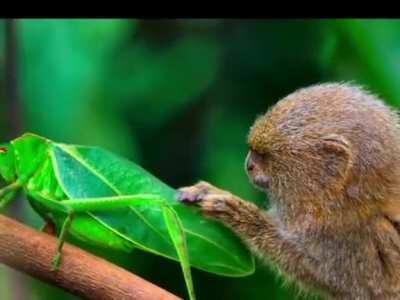 Look at the gentle monke