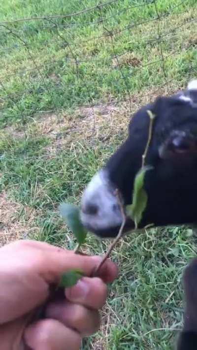 Her Cromches Are the GOAT.